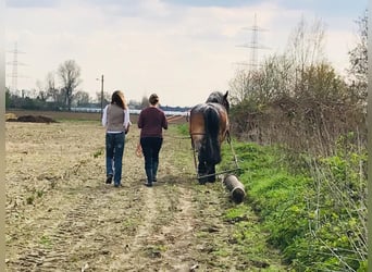 Urlaub gegen Hand mit Arbeitspferden