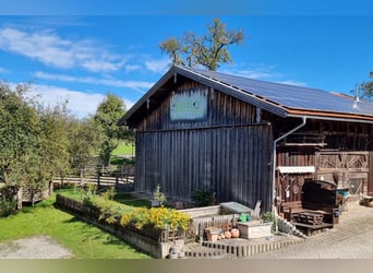 Urlaub mit Deinem eigenen Pferd