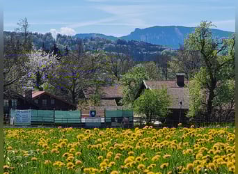 Urlaub mit Deinem eigenen Pferd