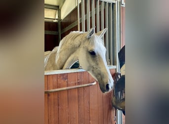 Wakacje jeździeckie w pięknej Italii🐴🇮🇹
