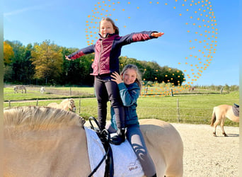 Reiten im Ponyclub