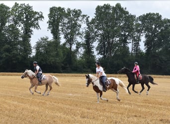 Reiterferien für Kinder in der Lüneburger Heide in kleinen Gruppen