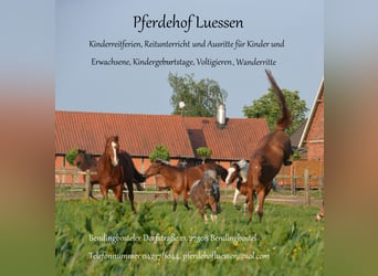 Reiterferien in kleinen Gruppen auf familiärem Hof in der Lüneburger Heide