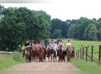 Reiterferien / Jugendreitercamps auf Islandpferden