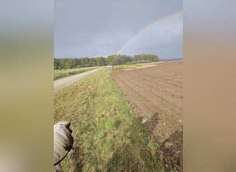 Wakacje jeździeckie dla dzieci od 15.07. do 18.07.2026 w Rossow