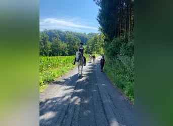 Wakacje jeździeckie – więcej niż tylko jazda konna