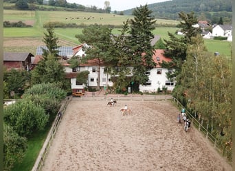 Wakacje w siodle w pięknej dolinie Eder – jeździecki raj Talhof