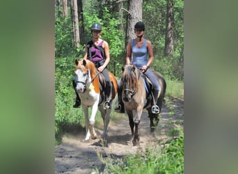Neue Ferienwohnungen direkt am Wasser mit tollen Reitgelände - auch mit Gastboxen