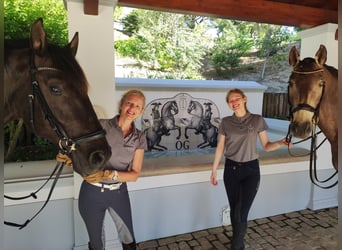 Reiterurlaub exklusiv auf unserem Lusitanogestüt 