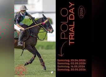 Polo Schnuppertag – Erlebe den Polosport hautnah!