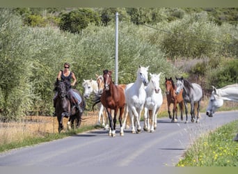 Reiterferien in Südfrankreich