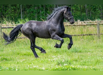 Reitferien mit Reitunterricht für 2-4 Erwachsene/Kinder