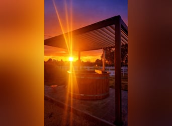 Rodzinna przygoda w sercu stadniny – natura, konie i dobre samopoczucie