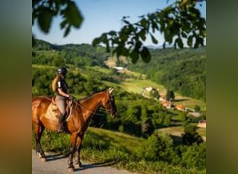 Urlaub auf dem Reiterhof in Kroatien 