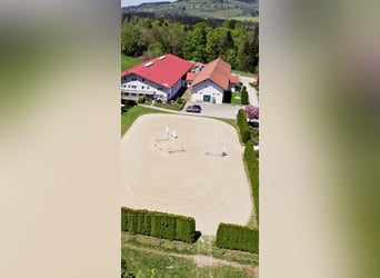 Urlaub auf Gut Buchenhof im Allgäu 