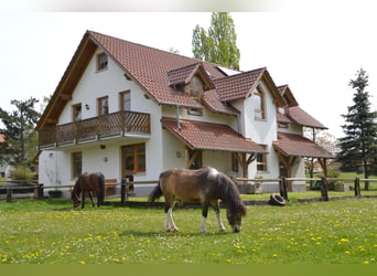 Wakacje w siodle i apartamenty wakacyjne w dolinie Eder – jeździecki raj Talhof