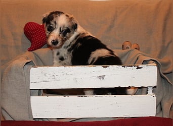 Border Collie Welpen aus Hütelinien 