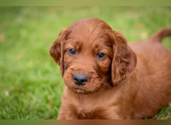 Irish-Setter-Welpen 