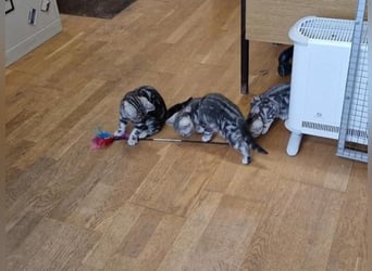 Piękne bengalskie kocięta gotowe do nowego domu