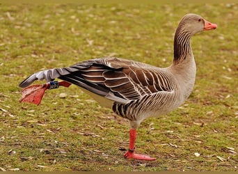 Tierisch gut.... wieder in Balance kommen