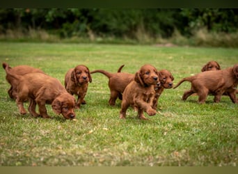 Wurfankündigung Irish-Setter-Welpen 