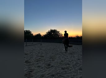 Verlasspferd Pony gesucht 