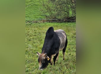 Bio Zebu Bulle Zwergzebu grau schwarz 05/2021