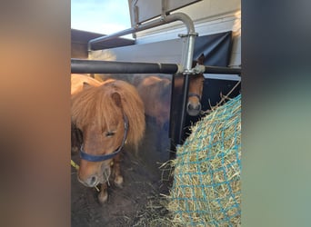 Pflegebeteiligung für meine drei Shetlandponys gesucht