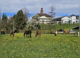 Biete Pensionsplatz für Pferde (Boxe/Offenstall/Gruppenstall) in 9517 Mettlen
