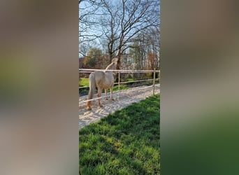 Dojazd do terenu rekreacyjnego bezpośrednio nad Morzem Północnym