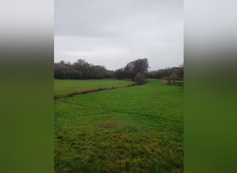 Dom dla starszych koni