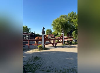 Freier Platz in Aktivstall