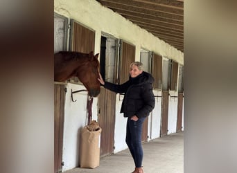 Box na padok na spokojnym ośrodku jeździeckim