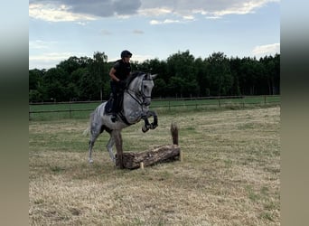 Boxen (-trakt) auf Top Sportanlage zu vermieten