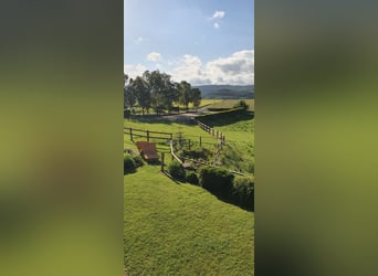 Stajnia do wynajęcia