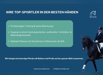 Wir bringen hochwertige Pferde mit Reitern und Profis auf der ganzen Welt zusammen!