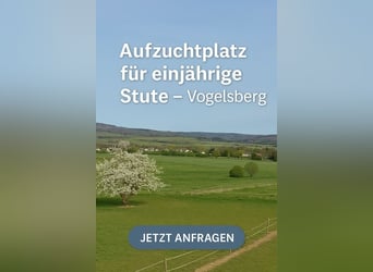 Aufzuchtplatz für einjährige Stute – Weidesaison 2025 im Vogelsberg