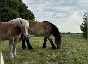 Einstellerplätze auf Weide und in der Box im Pferde- und Naturparadies