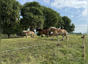 Einstellerplätze auf Weide und in der Box im Pferde- und Naturparadies