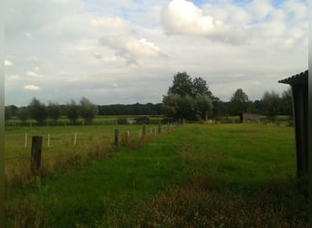 Weideplatz Rentnerwiese Jungpferd Wiesenplatz Ganzjahreswiese