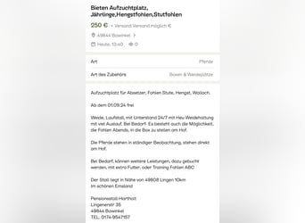 Aufzuchtplätze, für, Hengstfohlen, Stutfolen