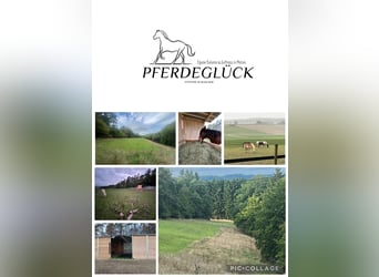  Aufzuchtplätze für Stuten 2026 