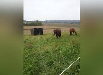 Aufzuchtplatz für Hengstfohlen,  nur noch ein Platz zu vergeben