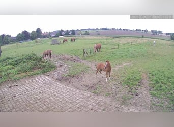 Aufzuchtplatz Hengst (gerne Araber oder ähnliches Kaliber)