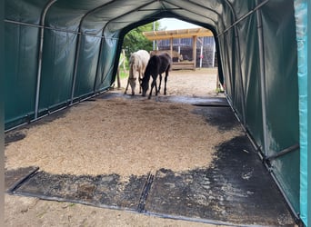 Aufzuchtplatz Hengstfohlen/Absetzer