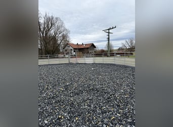 Aufzuchtsplatz für einen Henstjährling ab April/2026 