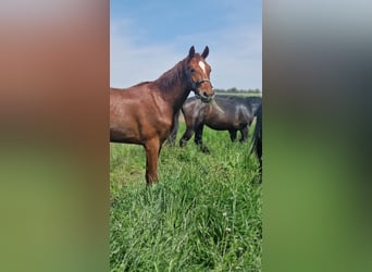 ⚜️Exklusive Aufzucht von Hengst- & Stutfohlen⚜️