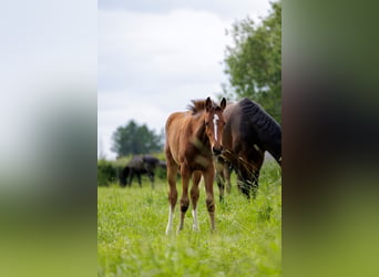 Gniazdo hodowlane dla ogierków / miejsce hodowlane dla koni hodowlanych w okolicach Hanoweru
