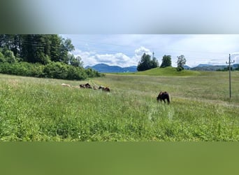 Hengstaufzucht, Plätze frei in der Nähe von Salzburg