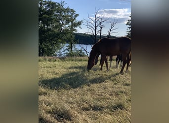 Jungpferde Aufzucht in der Uckermark 